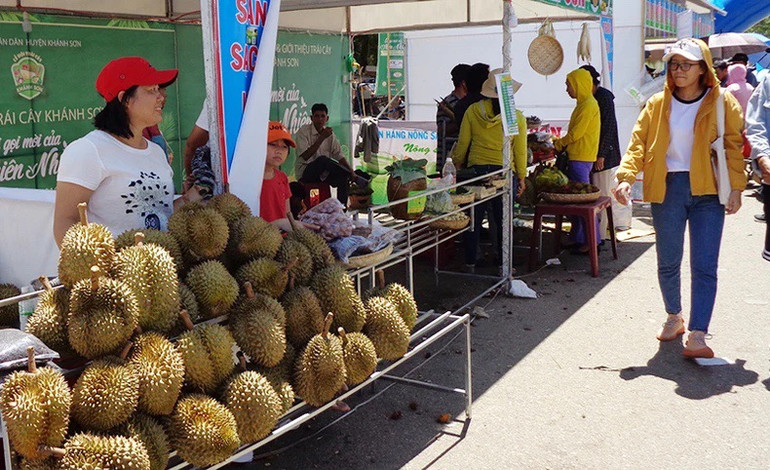 Xã Sơn Lâm, huyện Khánh Sơn, Khánh Hòa có 400/800 ha sầu riêng cho thu hoạch; năm 2024 sản lượng đạt hơn 4.500 tấn, doanh thu hơn 250 tỷ đồng. (Ảnh: Phong Nguyên)
