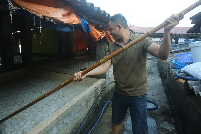 Hiện cơ sở nhà anh Mạnh đang có 50 bể sứa muối mặn, số này chủ yếu xuất thô sang thị trường Trung Quốc với sản lượng lớn.