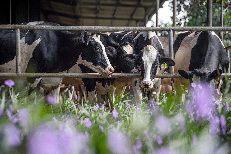 Bò sữa của trang trại TH đạt sản lượng sữa cao hàng đầu Việt Nam và Đông Nam Á.