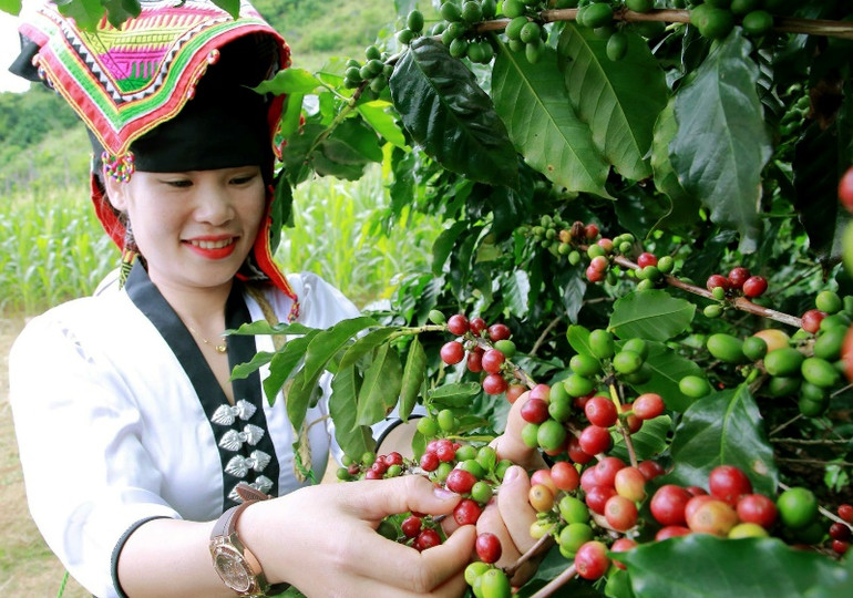 Đến nay, diện tích cà-phê của tỉnh Sơn La đạt gần 21.000ha, trong đó diện tích cho thu hoạch gần 18.000 ha. Ảnh: Luyện Ngọc Tuấn. Đến nay, diện tích cà-phê của tỉnh Sơn La đạt gần 21.000ha, trong đó diện tích cho thu hoạch gần 18.000 ha. Ảnh: Luyện Ngọc Tuấn.