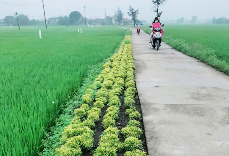 Đường hoa sạch đẹp ở xã nông thôn mới nâng cao Triệu Trạch. Đường hoa sạch đẹp ở xã nông thôn mới nâng cao Triệu Trạch.