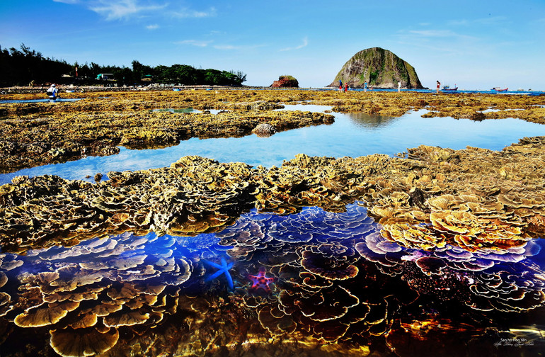 Rạn san hô tại Di tích quốc gia Hòn Yến, xã An Hòa Hải, huyện Tuy An, tỉnh Phú Yên (Ảnh: Dương Thanh Xuân)