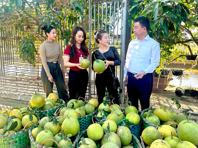 Bưởi da xanh của Công ty TNHH Huy Toan, Điện Biên cho năng suất và chất lượng vượt trội đã có mặt ở hầu hết các tỉnh phía bắc.