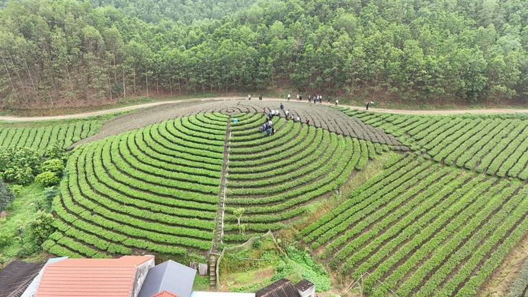 Tỉnh Thái Nguyên đang có nhiều giải pháp gắn du lịch nông thôn với sản phẩm OCOP, vùng chè, làng nghề.