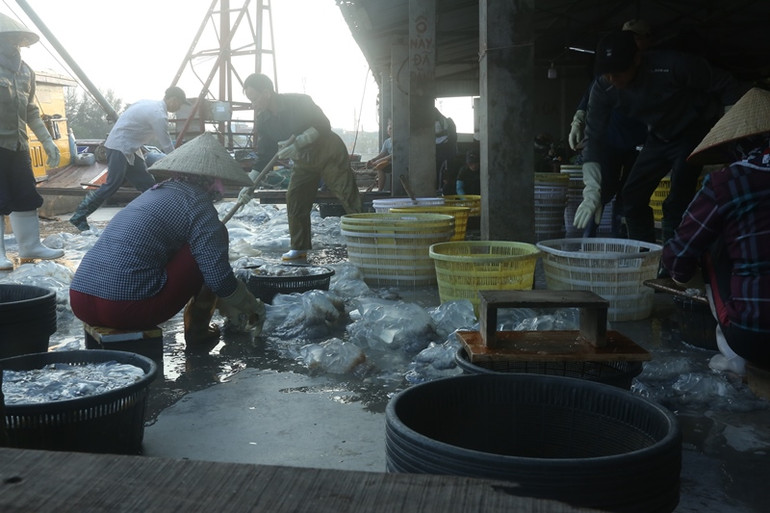 Công nhân tất bật sơ chế sứa tại cảng.