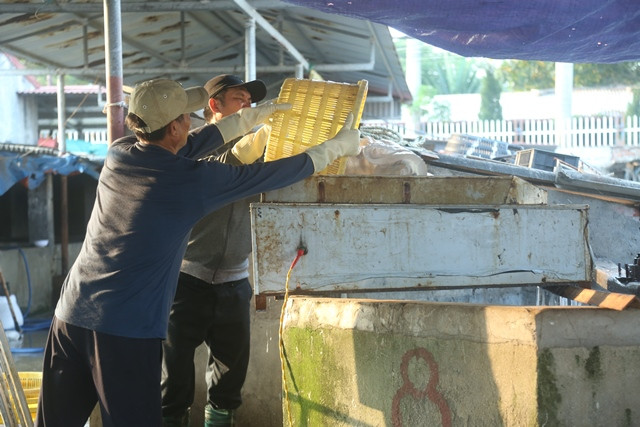 Thân và chân sứa được cho vào máy cắt thành sợi, sau đó đem quay cho sạch nhớt trước khi đem muối.