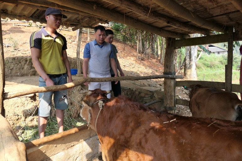 Từ nguồn vốn của Chương trình Mục tiêu quốc gia về phát triển kinh tế-xã hội vùng đồng bào dân tộc thiểu số và miền núi, gia đình anh Đặng Văn Dền ở thôn Yên Cư, thị trấn Yên Phú, huyện Bắc Mê, tỉnh Hà Giang có bò giống để phát triển kinh tế gia đình. (Ảnh: Khánh Toàn)