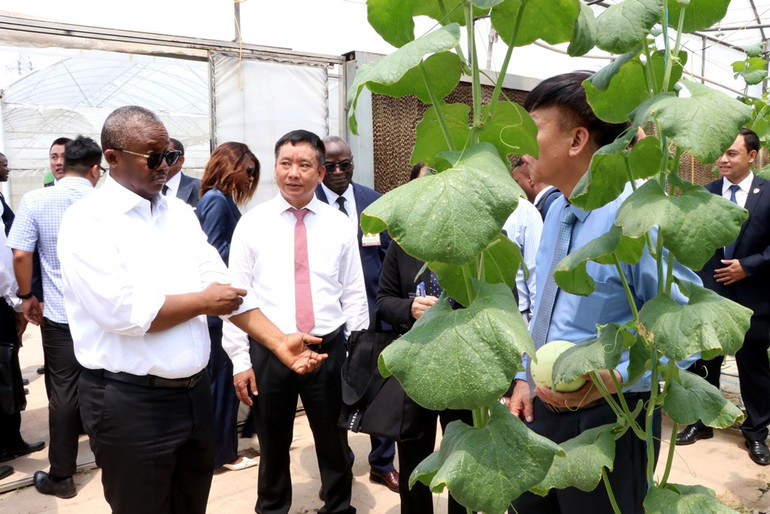 Tổng thống nước Cộng hòa Guinea-Bissau Umaro Sissoco Embaló thăm khu vực sản xuất dưa công nghệ cao. Ảnh: Mạnh Tú - TTXVN