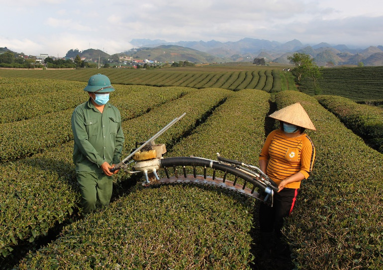 Năm 2023, sản phẩm chè tham gia xuất khẩu của tỉnh Sơn La đạt 9.300 tấn với giá trị 20 triệu USD. Ảnh: Luyện Ngọc Tuấn. Năm 2023, sản phẩm chè tham gia xuất khẩu của tỉnh Sơn La đạt 9.300 tấn với giá trị 20 triệu USD. Ảnh: Luyện Ngọc Tuấn.