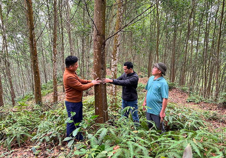 Rừng đạt tiêu chuẩn FSC ở xã Tiến Bộ, huyện Yên Sơn, tỉnh Tuyên Quang. Ảnh: Hải Chung. Rừng đạt tiêu chuẩn FSC ở xã Tiến Bộ, huyện Yên Sơn, tỉnh Tuyên Quang. Ảnh: Hải Chung.