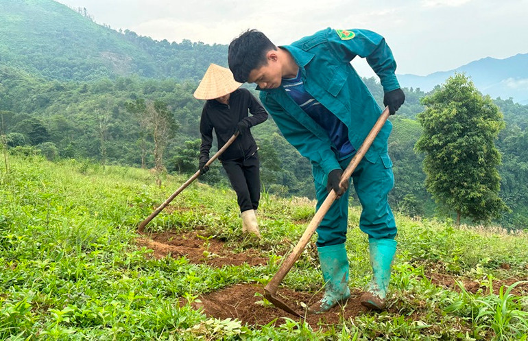 Nông dân bản Bua 2, xã Ẳng Tở chăm sóc cây cà-phê trồng theo mô hình liên kết sản xuất.
