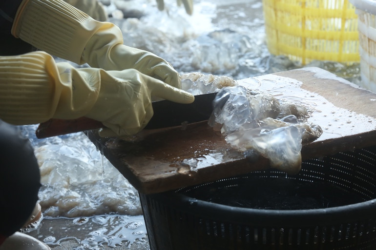 Sứa sau khi đánh bắt về sẽ được làm sạch và phân loại thành 2 phần: chân và bìa.