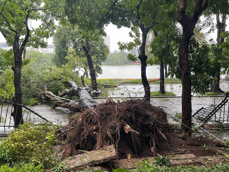 Cây đổ tại quận Hoàn Kiếm Hà Nội. (Ảnh: CTV) Cây đổ tại quận Hoàn Kiếm Hà Nội. (Ảnh: CTV)