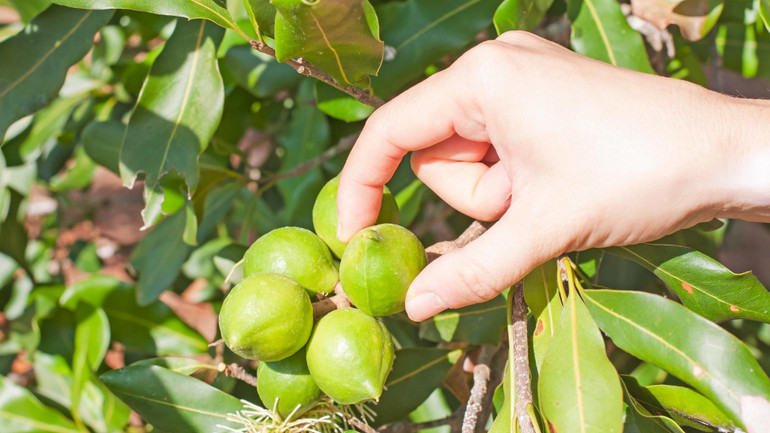 Quả mắc-ca tươi.