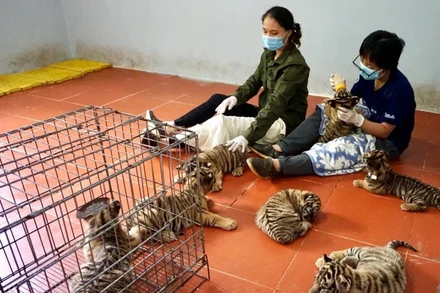 Nhân viên Vườn quốc gia Pù Mát (Nghệ An) chăm sóc hổ bị thu giữ tại các vụ vi phạm. (Ảnh: SVW)