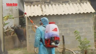 [Video] Nguy cơ Chikungunya: Việt Nam tuyệt đối không chủ quan 