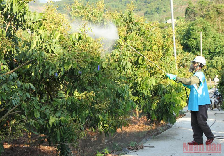 Người trồng nhãn ở huyện Mai Sơn tuân thủ nguyên tắc “4 đúng” trong sử dụng thuốc bảo vệ thực vật. Sơn La tìm giải pháp đẩy mạnh tiêu thụ nông sản -0