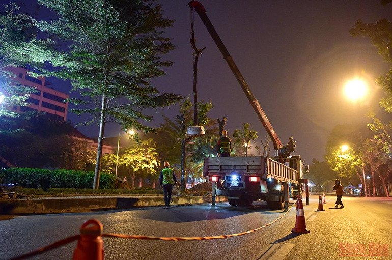 Hà Nội: Công nhân xuyên đêm đánh chuyển cây xanh để mở rộng đường Hoàng Quốc Việt -0