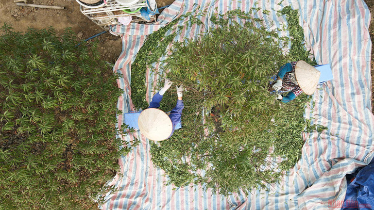 Người dân làng Nhật Tân tất bật tuốt lá đào chờ đón Tết Nguyên đán -0