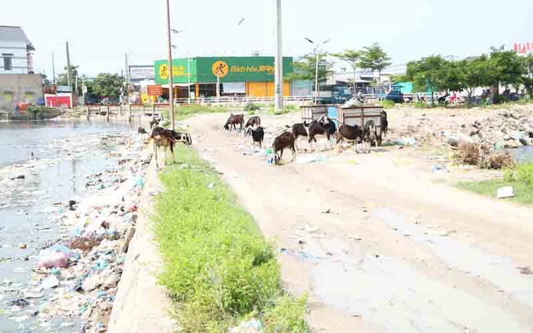 Rác thải ven biển Ninh Thuận gây ô nhiễm nghiêm trọng -0