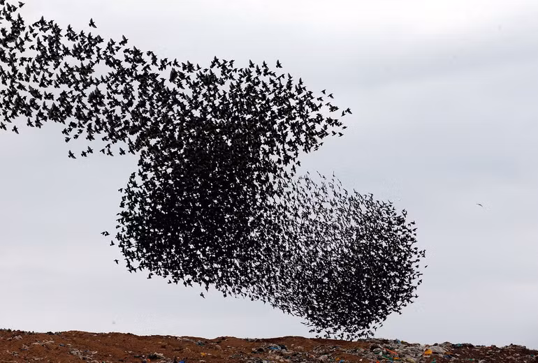 Màn trình diễn vĩ đại của tự nhiên -0