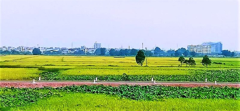 Mùa sen thơm ngát giữa mùa lúa ở tâm dịch Covid-19 -0