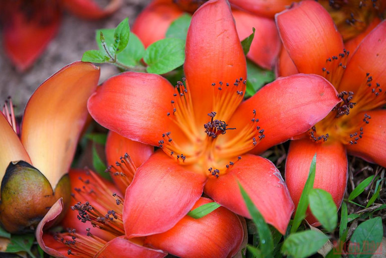 Hà Nội rực rỡ mùa hoa tháng 3 -0