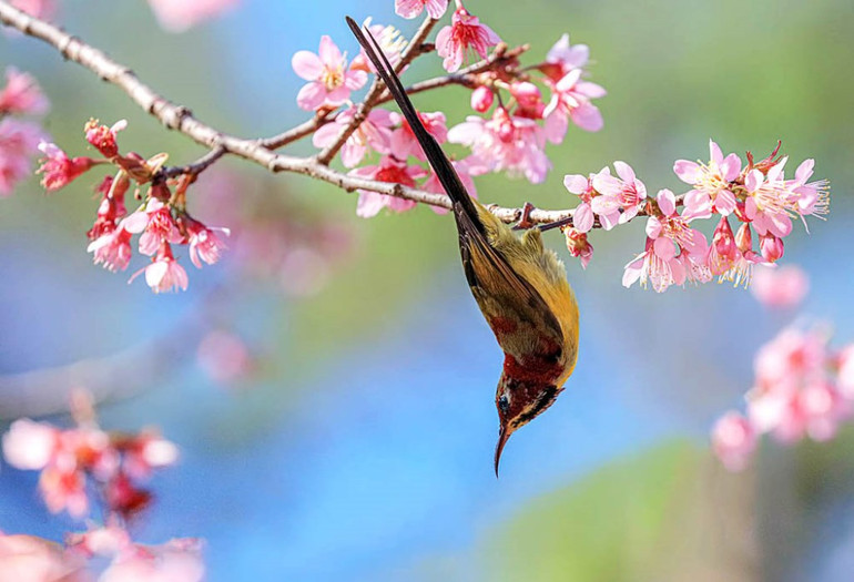 “Săn” vũ điệu xuân -0