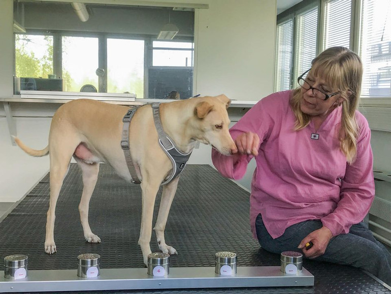 Chó có thể phát hiện Covid-19 chính xác gần 100% -0