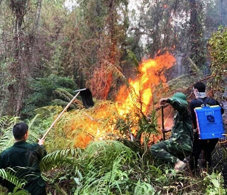 Cháy lớn tại rừng thông hàng chục năm tuổi ở Thừa Thiên Huế -0