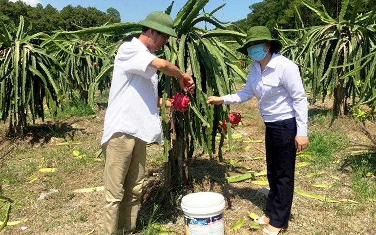 Cán bộ nông nghiệp giám sát chất lượng vùng trồng cây thanh long trước khi cấp mã số xuất khẩu. Quảng Ninh quyết tâm chuyển đổi số trong nông nghiệp -0