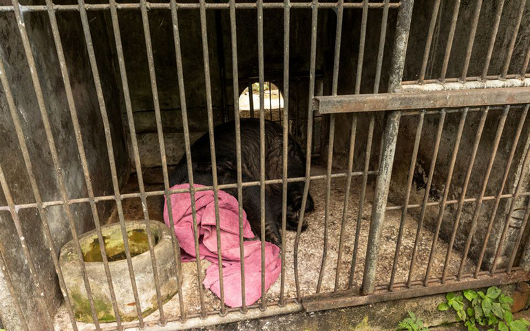 Thái Lan: Những cá thể động vật cuối cùng được giải cứu tại vườn thú phá sản -0