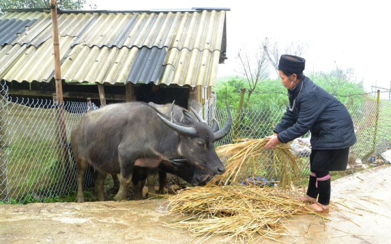 Nhiệt độ ở Sa Pa rét hại, xuống mức 11,4 độ C -0