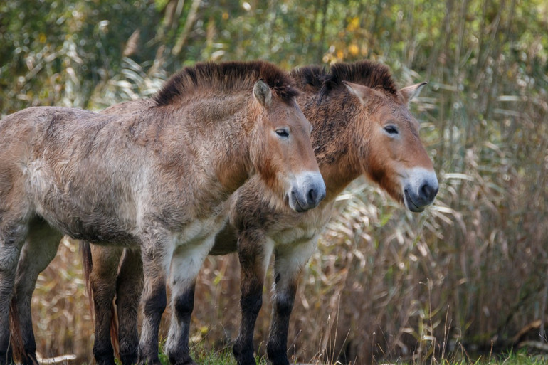 Nỗ lực bảo tồn đã ngăn chặn hàng chục loài khỏi nguy cơ tuyệt chủng -0
