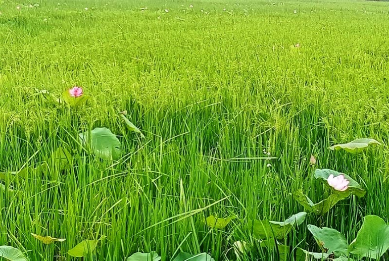 Mùa sen thơm ngát giữa mùa lúa ở tâm dịch Covid-19 -0