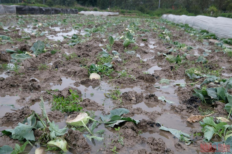 Nông dân Hà Nội “mặc áo”, rửa sương cho rau xanh chống -0