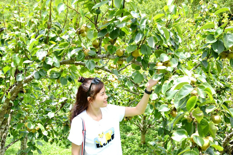 Mùa lê chín ngọt ở vùng cao Si Ma Cai -0