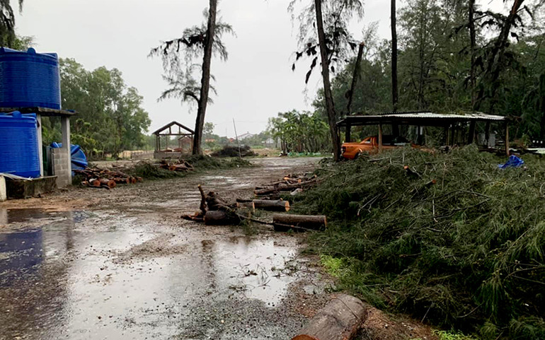Khai thác rừng trồng trái pháp luật tại Khu du lịch ven biển Bình Thuận -0