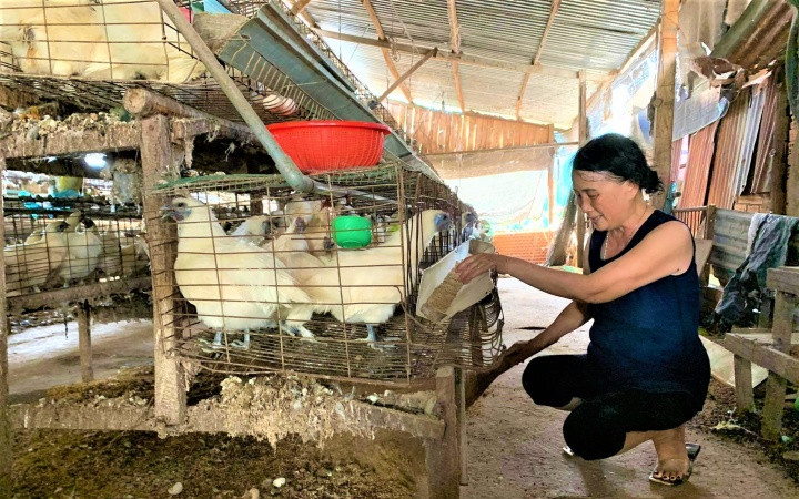 Một trang trại nuôi gà nằm ngay trong khu dân cư thuộc thôn 3, xã Cư Êbur, gây ô nhiễm môi trường. IMG_0310-1594021607459.jpg