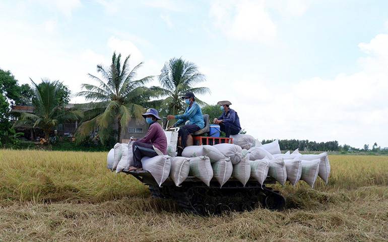 Nỗ lực chặn đà giảm giá lúa -0