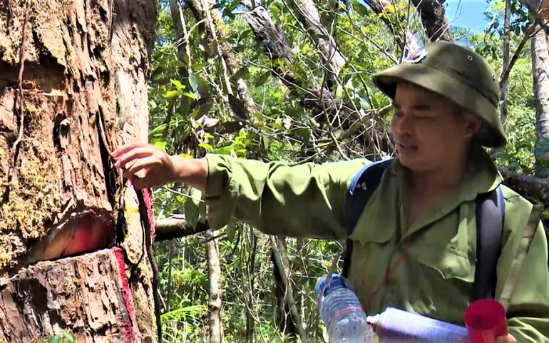 Hạt trưởng Kiểm lâm huyện có rừng pơ-mu bị tàn phá nhận kỷ luật cảnh cáo -0