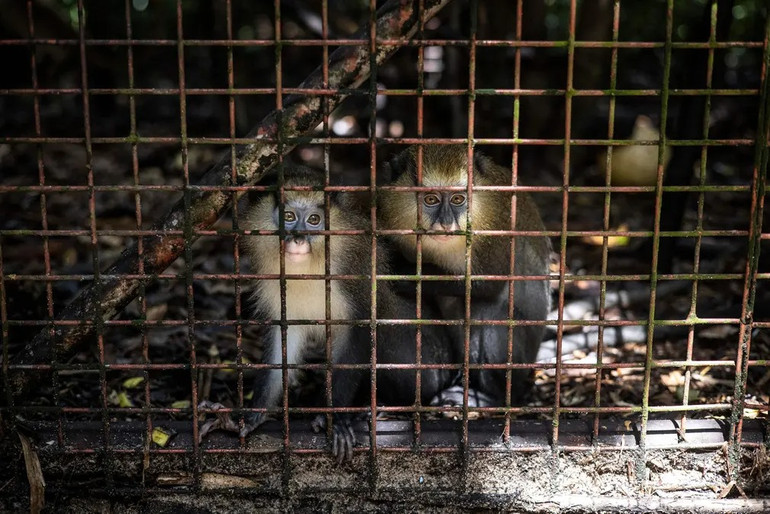 Những bức ảnh tuyệt đẹp về động vật hoang dã -0