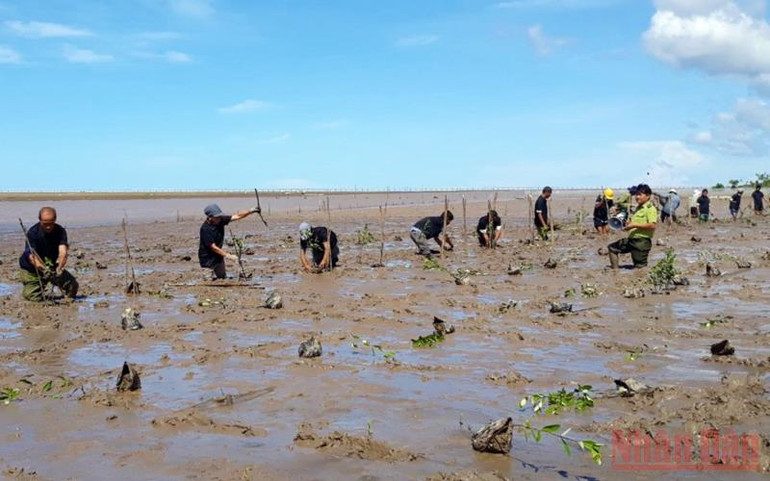 Hoạt động trồng rừng ngập mặn diễn ra tại xã Vĩnh Hải, thị xã Vĩnh Châu. Đạp xe và trồng rừng hưởng ứng ngày môi trường thế giới tại vùng biển Sóc Trăng -0