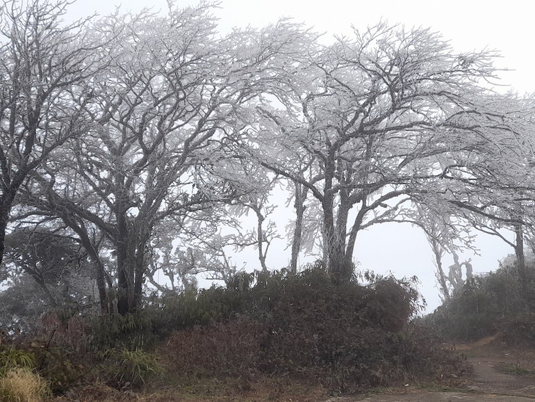 Băng giá phủ trắng xóa đỉnh Phja Oắc -0