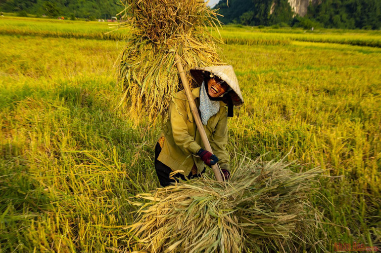 Ngày mùa ở huyện miền núi Anh Sơn -1