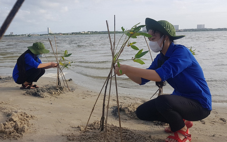 Trồng rừng ngập mặn tại Khánh Hòa -0