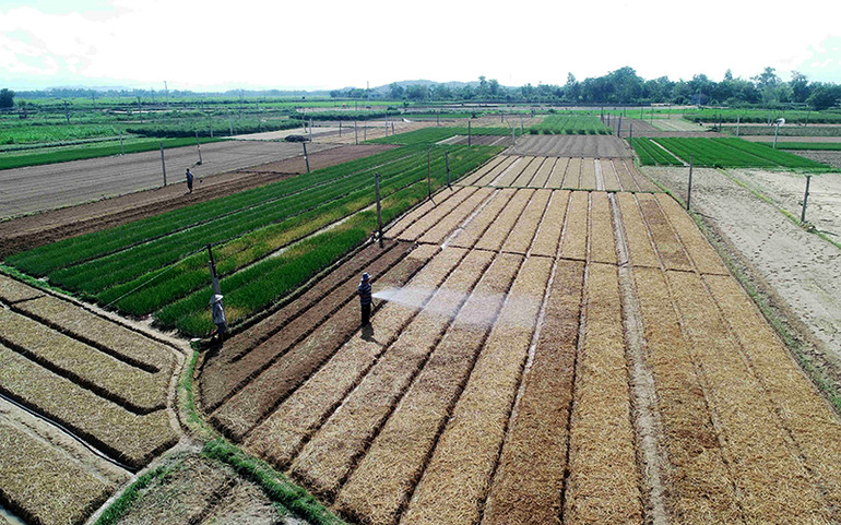 Nam Trung Bộ gồng mình chống hạn vụ hè thu -0