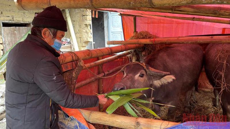 Quảng Ninh: Người dân vùng cao Bình Liêu tăng cường phòng chống rét cho vật nuôi -0