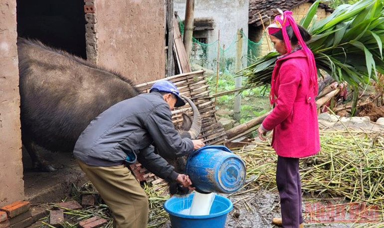 Quảng Ninh: Người dân vùng cao Bình Liêu tăng cường phòng chống rét cho vật nuôi -2