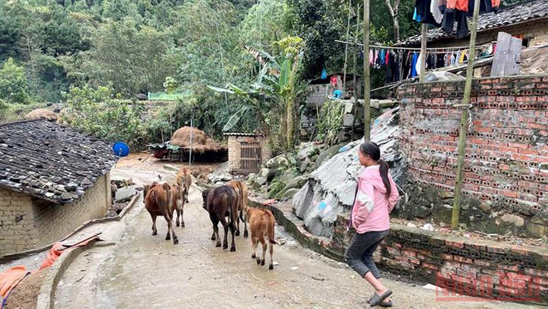 Quảng Ninh: Người dân vùng cao Bình Liêu tăng cường phòng chống rét cho vật nuôi -6
